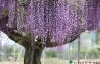 藤を楽しむ レッドヒルヒーサーの森