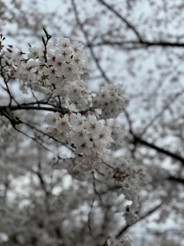 桜の花「2024 交野市　妙見口交差点　桜が満開でしたよ～🌸」