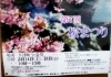 第7回 桜まつり ＠淀