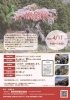 4/11 ～古道大笹街道～ガイド付きお花見ウォーク