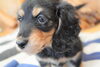 「ミニチュアダックス子犬情報」
