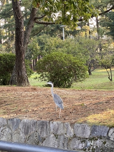 最近鶴林寺でよく見かける青鷺ちゃん。「陽はまた昇る❣️」