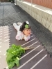 「大根抜き‼」