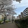 大横川親水公園ー都会のオアシスのような桜並木
