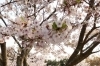 桜スポット特集 佐世保市 佐々町 波佐見町 川棚町の花見スポット まいぷれ 佐世保