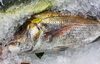「魚魚市場鮮魚コーナーおすすめは「大鯛・活ヒラス」です♪」