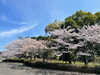 斎宮歴史博物館の桜「斎宮歴史博物館の桜」