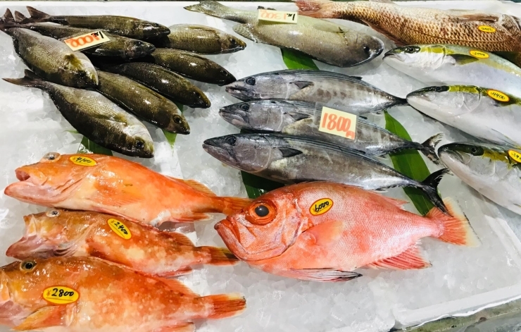 西海物産館 魚魚市場鮮魚コーナーおすすめは シマイサキ 入荷しました 魚魚の宿のニュース まいぷれ 佐世保 西海物産館 魚魚市場鮮魚コーナーおすすめは シマイサキ 入荷しました 魚魚の宿のニュース まいぷれ 佐世保