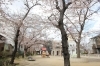 4月3日の福島区の桜の開花状況 福島区の公園 桜特集 まいぷれ 大阪市福島区