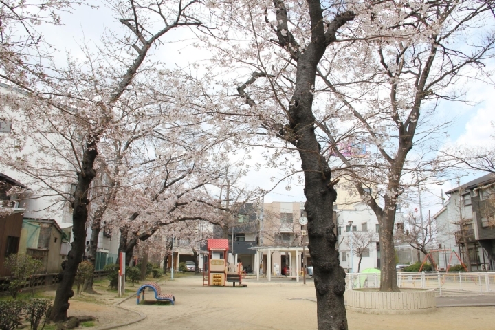 4月3日の福島区の桜の開花状況 福島区の公園 桜特集 まいぷれ 大阪市福島区