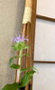 かがり火草。可愛らしいです(*´˘`*)「6/24(月)定休日です」