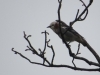 探鳥会