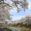 【岡谷市イベント】横河川桜まつり／4月4日～19日