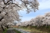 【岡谷市イベント】横河川桜まつり／4月4日～19日