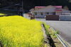 菜の花も見ごろになりました。「河津桜の苗に花が咲きました。」