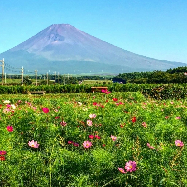 裾野パノラマロードから8月の富士山と咲き始めたコスモス。<br>【タモン さんからの投稿】