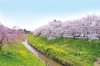 茂原公園の桜