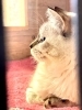 黄昏れるゆかりちゃん　一歳「元気な子猫がお待ちしています」