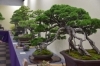 ★【富士見町イベント】富士見パノラマリゾート｜第五回 園芸文化展／5月29日・30日・31日