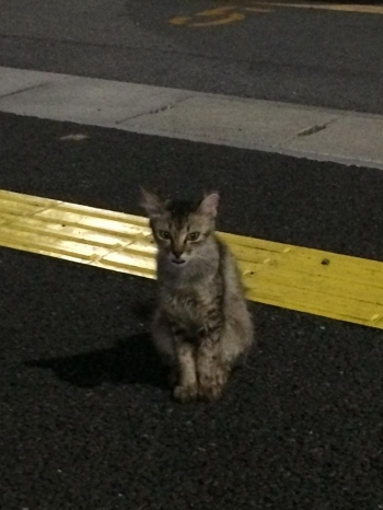 銀座通り東口で出会った猫さん1