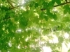 緑のカーテン講習会