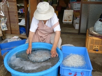 ワカサギやシラウオ・川エビ・ゴロ…などの魚の選別をします。