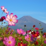 みんなの富士山写真館#31～#35