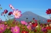 みんなの富士山写真館 31 35 We Love 富士山 みんなの富士山写真館 まいぷれ 御殿場市 裾野市 小山町