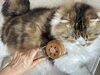 あ、き、き、気持ちえええ～～～「猫にも温灸　「宮崎市にある漢方屋さん」」