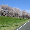 柏原サイクロードの桜　2017
