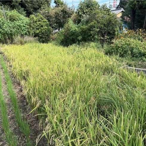 「肥留間農園さんで稲刈り🌾してきました！」