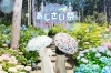 三島スカイウォークあじさい祭2026