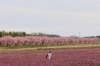 まいぷれ川越周辺お花見フォトコンテスト2024まいぷれ賞受賞写真