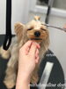 「秋のオプションキャンペーン　^ - ^」