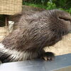 6/28 世界ヤマアラシの日イベント【茶臼山動物園】