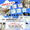 子猫もたくさん　保護猫譲渡会