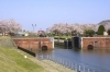 横利根閘門ふれあい公園 でレンガと桜のコラボが楽しもう 龍ケ崎市 稲敷市 美浦村 河内町の桜特集 まいぷれ 龍ケ崎市 稲敷市 美浦村 河内町