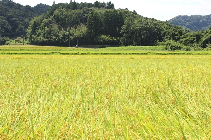 味噌作りに使う「コシヒカリ」を栽培。<br>撮影時はちょうど収穫時期。黄金色の風景が広がっていました<br><br><br>