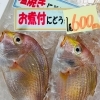 「魚魚市場鮮魚コーナーおすすめは「シマアジ・エビスダイ」です♪」
