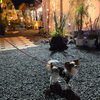 Night Garden
