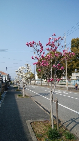 「モクレンがみごとに見ごろになりました！」