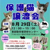 保護猫譲渡会