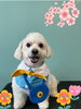 「Dog salon mofu mofu 余市町」