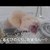 ハムスターのあくび！おもしろ可愛いハムスターdinosaur Yawn cute funny hamster　＃22