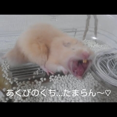 ハムスターのあくび！おもしろ可愛いハムスターdinosaur Yawn cute funny hamster　＃22