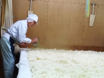 蒸し風呂のような麹室（こうじむろ）と呼ばれる部屋で、<br>蒸米に麹菌を植え付けます