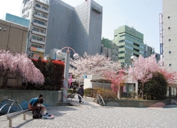 区民の憩いの場となっている「染井吉野桜記念公園」