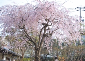 入り口付近にある「しだれ桜」が満開