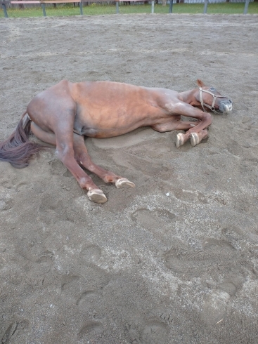 馬もこんな風に寝ることも。心を許してくれてます「休館中の動物たち」