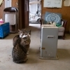 「ストーブの前の猫」の、その後